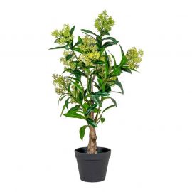 Tekokukka Cocomero
