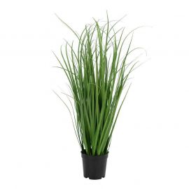 Tekokukka Serenus