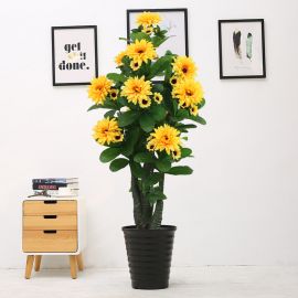 Sunflower tekokukka